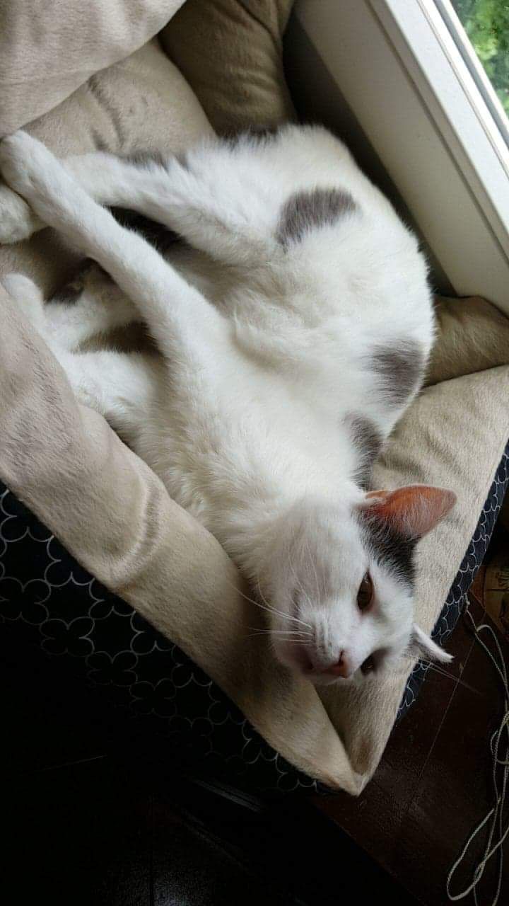 Imagine suplimentară